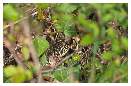 couleuvre_V_et_J_tete_070411