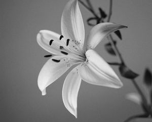 lily_bw