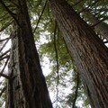 Séquoïa sempervirens