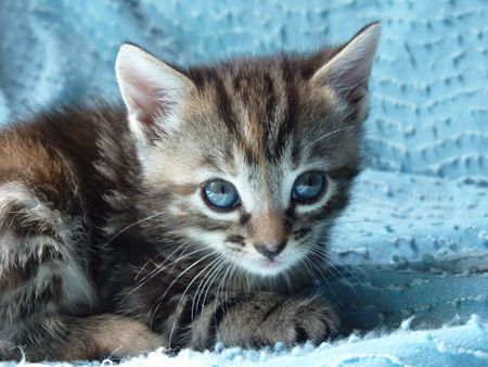 2009_09_07_Un_chaton__2_