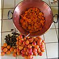 Abricots 5 kg