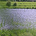 Les Iris et autres