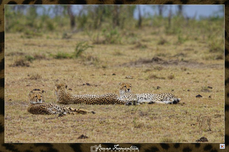 Guepard 5b