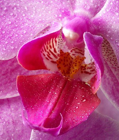 Phalaenopsis_Orchidee