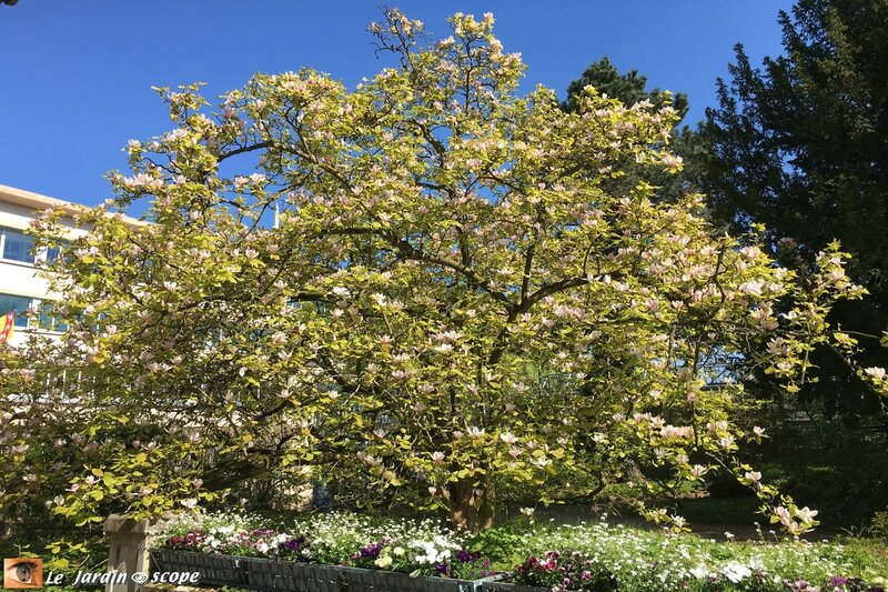 Magnolia - jardin du musée de l'École de Nancy