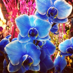 Orchid_es_bleues