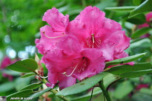 Jardins_de_callunes_0125