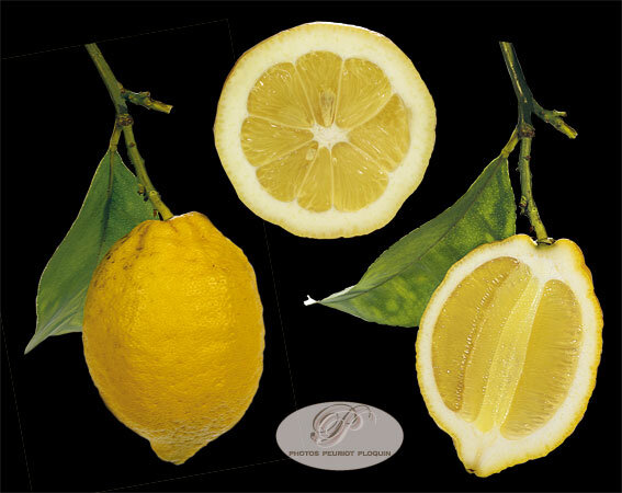 CITRON_DE_MENTON_Citrus_limon_entier_et_coupes