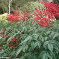 Bambou sacré • Nandina domestica • F/ Berberidaceae
