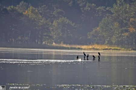 Cormorans sur l'étang