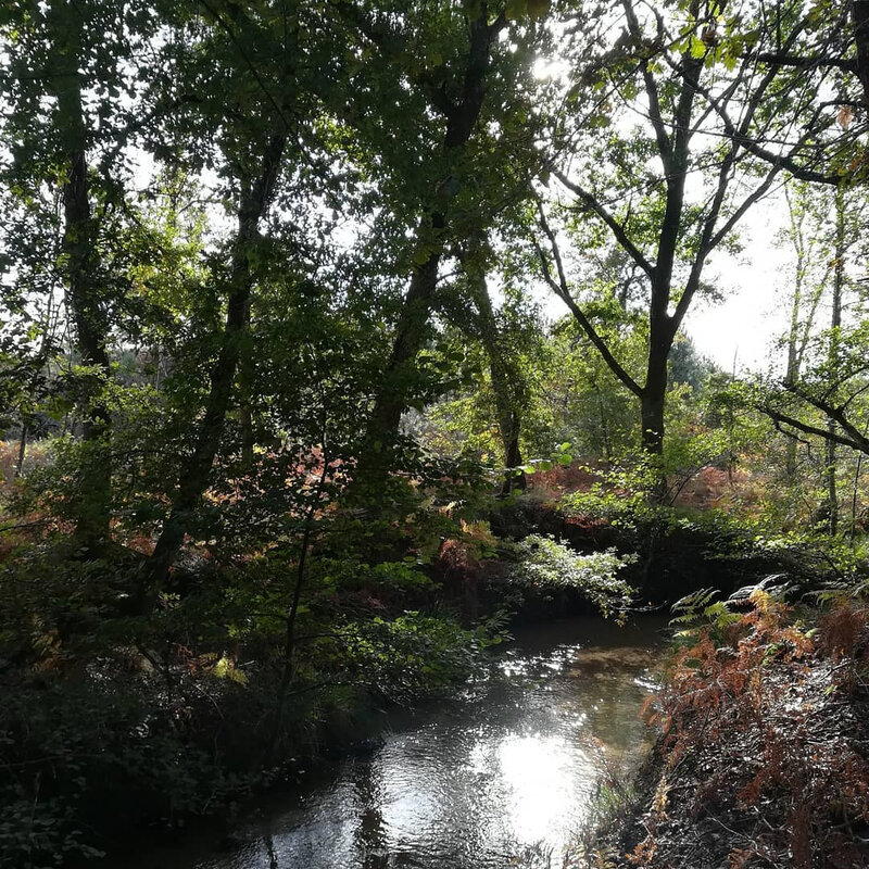 Photo-ruisseau-entouré-d'arbres
