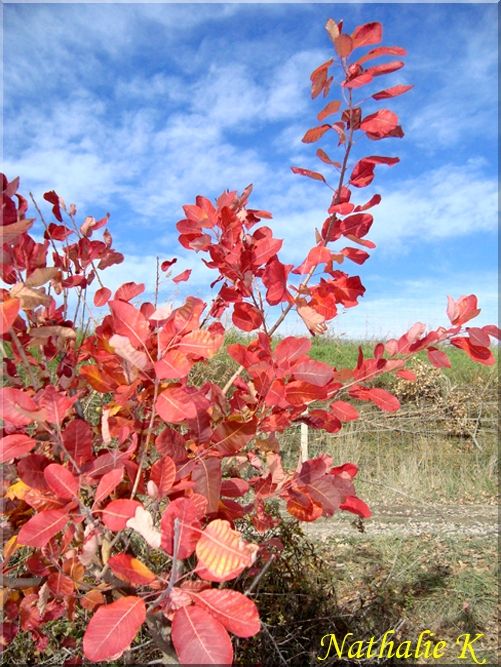 _c__LNK_le_12_novembre_2010_038_copie