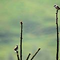 Pie-grièche écorcheur, Lanius collurio