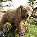 Sauvez l'ours brun d'europe