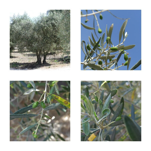 olives 1