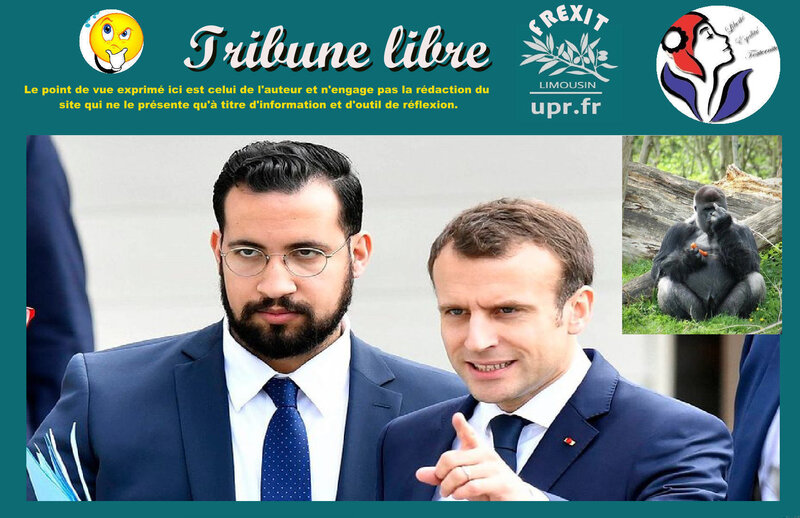 TL GORILLE MACRON