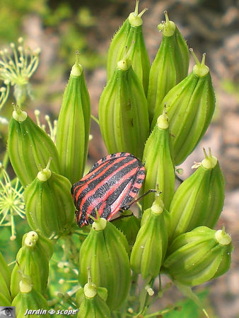 Graphosoma_lineatum_4