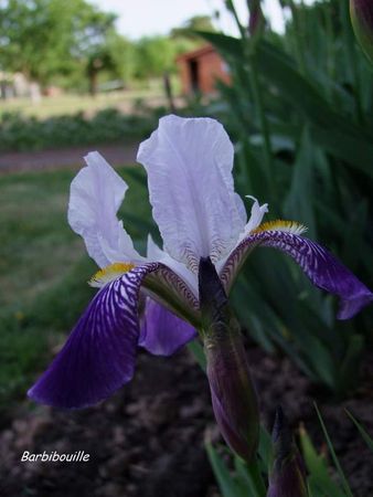 iris06_Mai3
