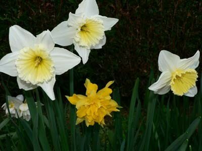 Narcisses Blanches Coeur Jaune Photo De Jardin Fleurs