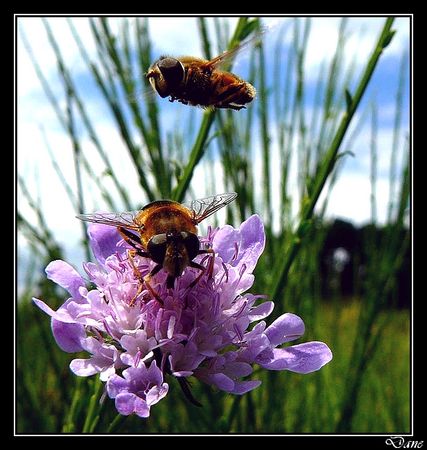 abeille_fleur