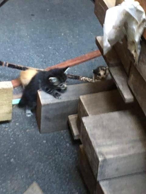 Vieux noir maman chatte