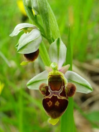 ophrys bécasse