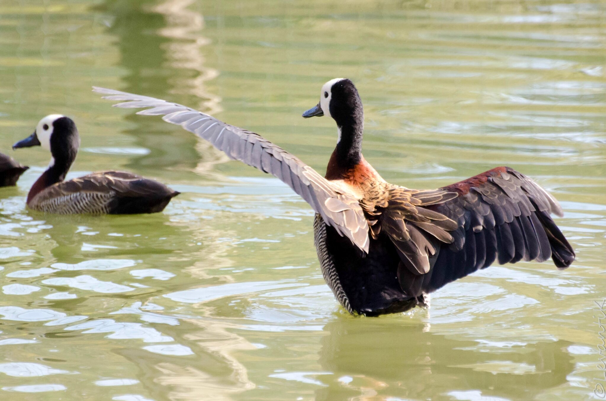 White-faced whistling duck (1)