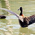 White-faced whistling duck (1)