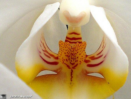 Phalae_blanc_et_jaune_2