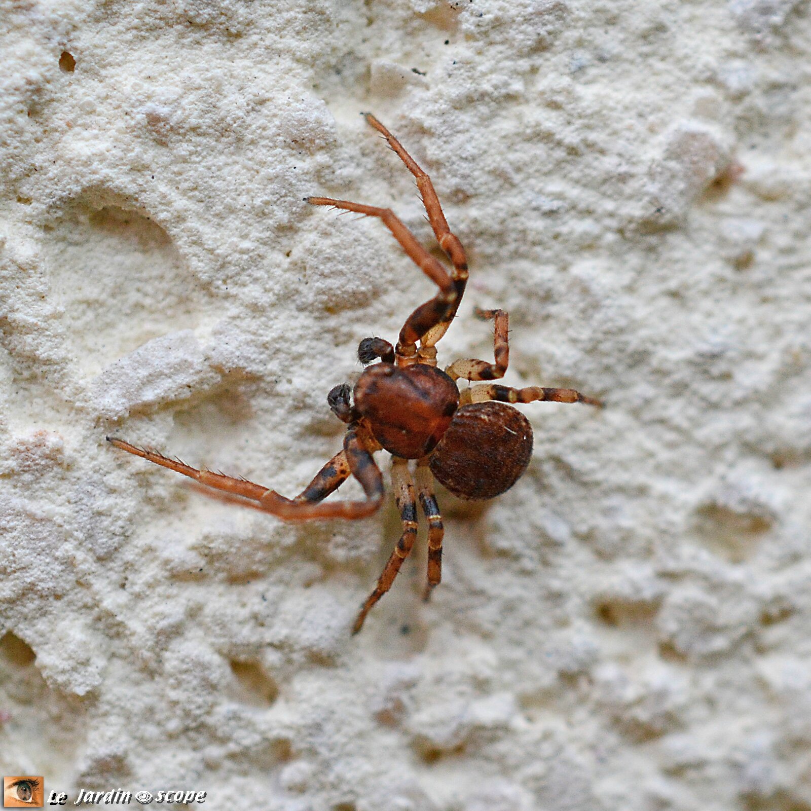 Araignée crabe Ozyptila sp. • Famille des Thomisidae