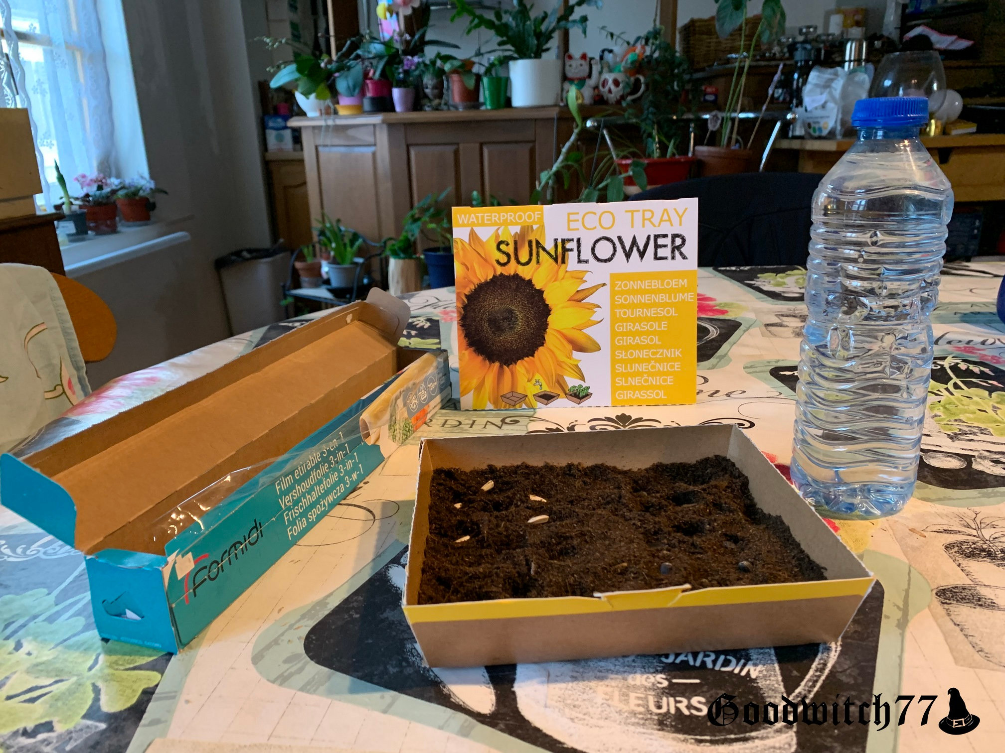 Tournesols Comment faire pousser des tournesols? Semer des graines pour