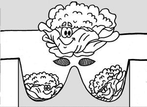 24_MASQUES_masques légumes_série1- (chou)