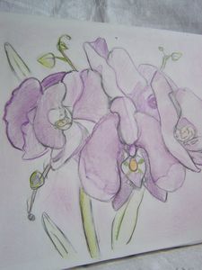 Orchid_es__1_