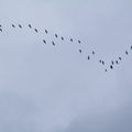 Saison 2010-2011, Isle-sur-Vienne, 21 novembre, Féd. III