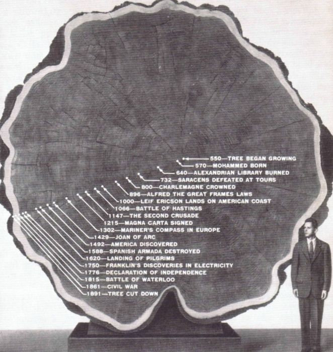 gros-arbre-coupe-16