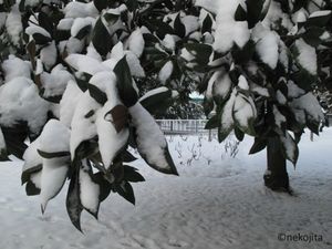 IMG_1128d