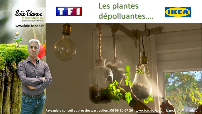 Paysagiste-plantes-depolluantes-conseils-aupres-des-particuliers-Loic-BANCE