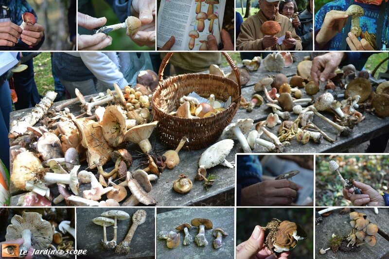 Sortie-champignons