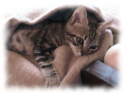 chaton2