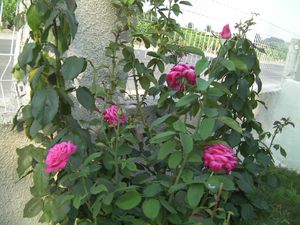 chemises roses 009
