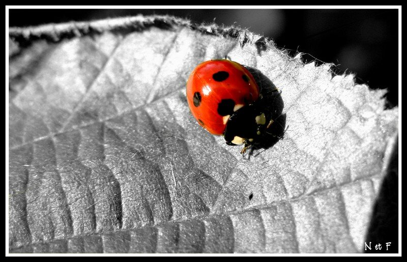 Melange De Couleurs Et De Noir Et Blanc Option Photo