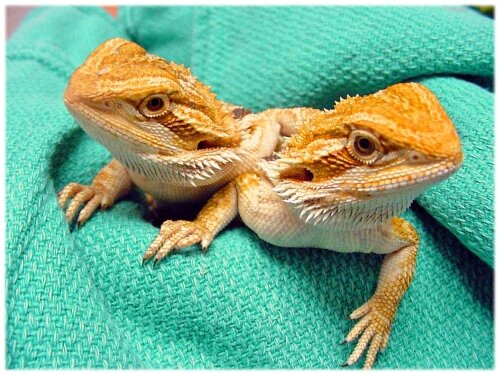 pharmaciereptile (4)