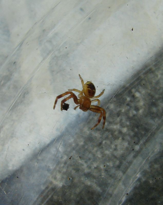 Une Araignée Peut Elle Pondre Sous La Peau ARAIGNEE ET RESSEMBLANCE (deux chapitres en un) - JO TOURTIT