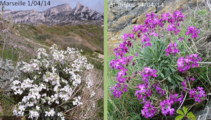 Giroflée Des Jardins
