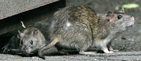 les rats du métro de new-york