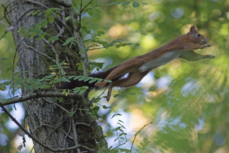 écureuil saut 020919