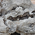 Monemvasia, bois, 071116