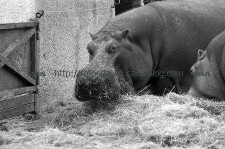 hippopotame_nb