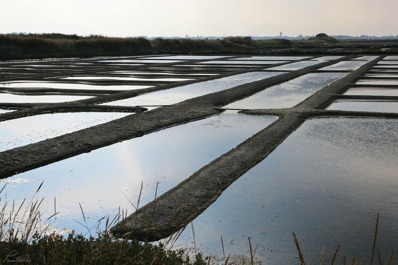 Marais salants de Guérande_A99A7471