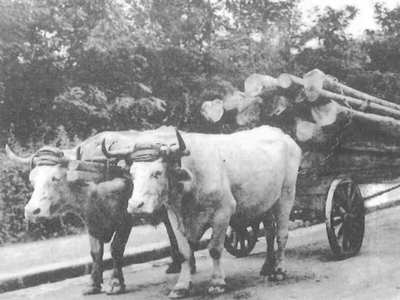 transport-de-bois-gd